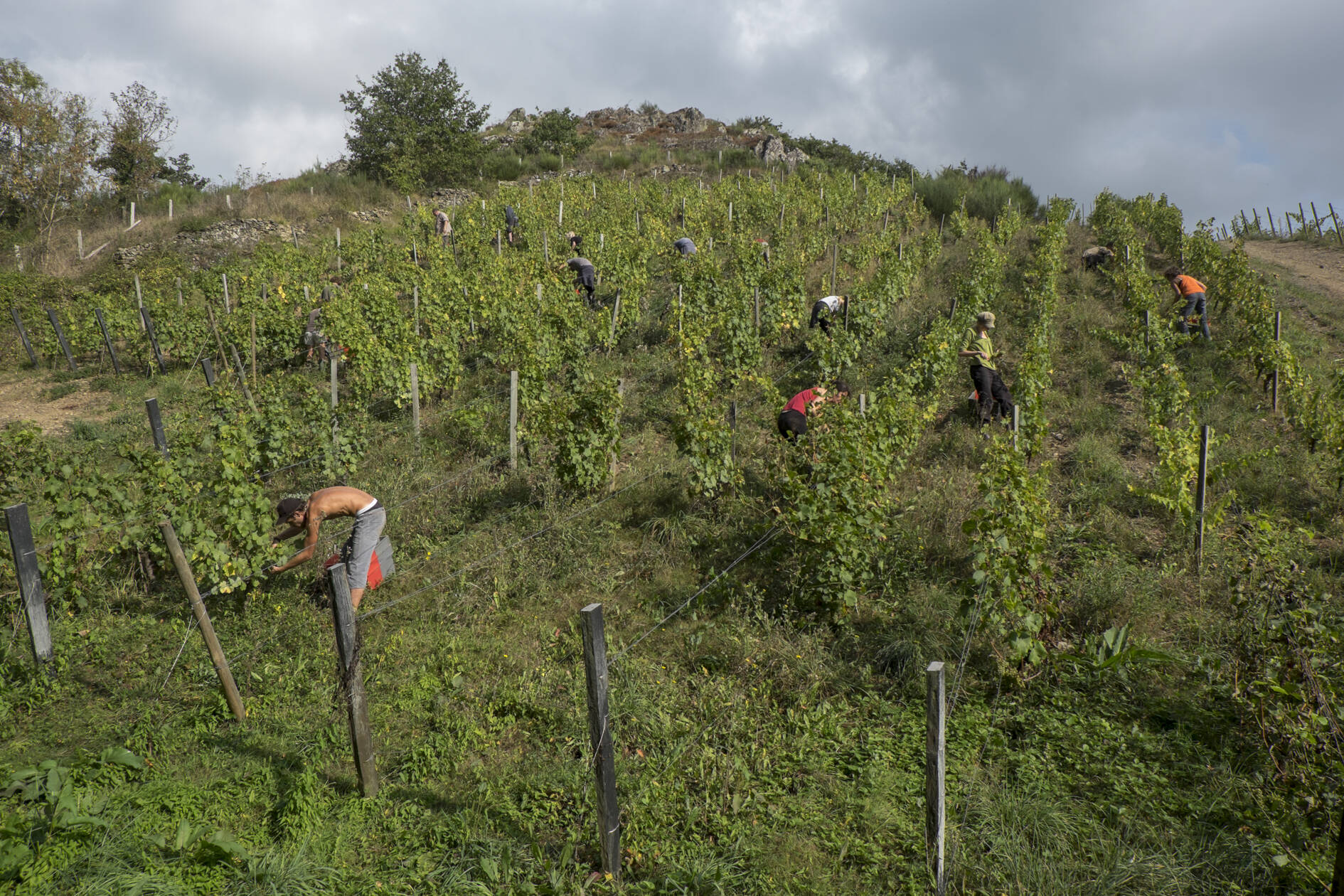 Travail dans les vignes au domaine Pithon Paillé - Copyright Jean-Yves Bardin winemaker domain picture